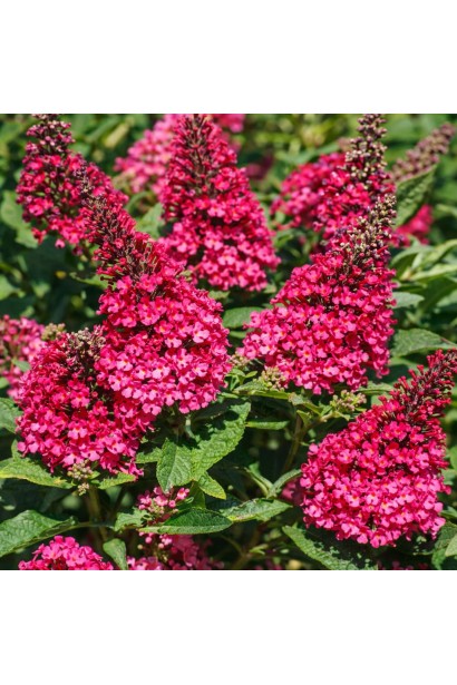 Буддлея Давида Літл Рубі